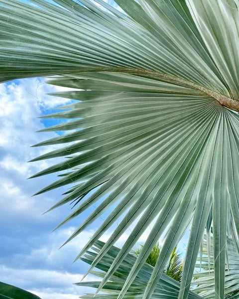 Palms & Fronds