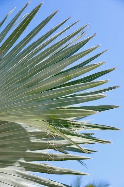 Through the Fronds No. 2