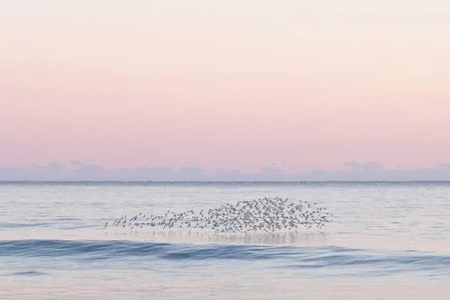 "Flock Shelfie" Shelfie framed coastal print by Lauren Marttila