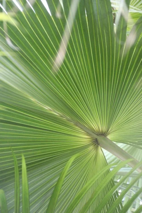 jamaica