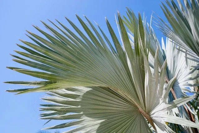 Fronds in High Places