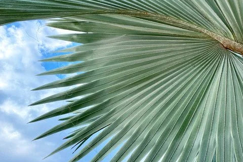Palms & Fronds