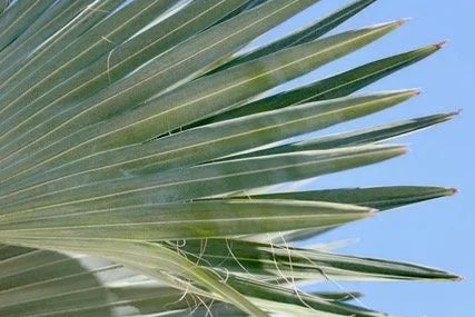 Through the Fronds No. 2